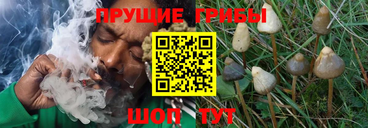 Галлюциногенные грибы прущие грибы  Галлюциногенные грибы прущие грибы  цена   Вход с VPN  Коркино 